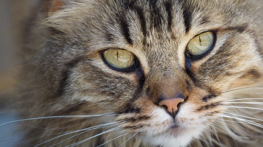 Los 5 tipos de personalidad del gato: ¿cuál es el tuyo?