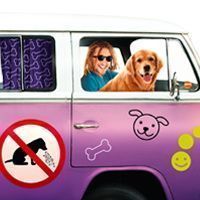 Cinetosis en perros y gatos: por qué se marean en el coche y cómo evitarlo 18 cerenia bus corner
