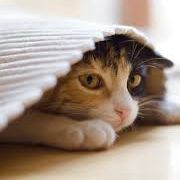 Cómo reducir el estrés en los gatos: 10 consejos que funcionan 5 gato escondido