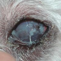 Queratoconjuntivitis seca (KCS) en perros: ojo seco, síntomas y tratamiento 1 ojo seco