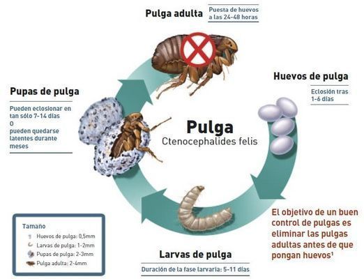 Ciclo de vida completo de las pulgas en perros y gatos - infografía con las 4 etapas