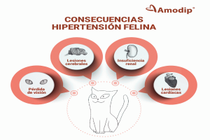 presion arterial 1