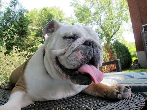bulldog
