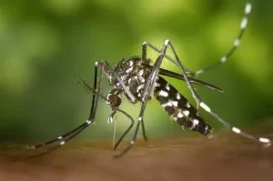 Enfermedades transmitidas por mosquitos en perros y gatos 2 Mosquito