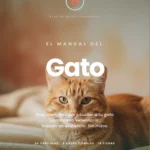 Cómo se diagnostica el asma felino: la radiografía y qué se ve en ella 3 El Manual del Gato — Guía Veterinaria Completa