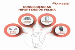 Hipertensión en gatos con enfermedad renal: guía completa 10 Infografía de las consecuencias de la hipertensión felina: lesiones oculares, renales, cardiacas y cerebrales