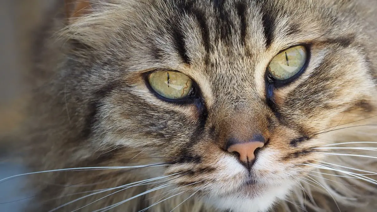 Primer plano de un gato atigrado con los ojos verdes muy abiertos