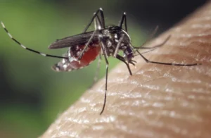 El gusano del corazón en el gato: por qué se confunde con el asma 8 Mosquito posado sobre la piel de una persona, vector de la filariosis canina
