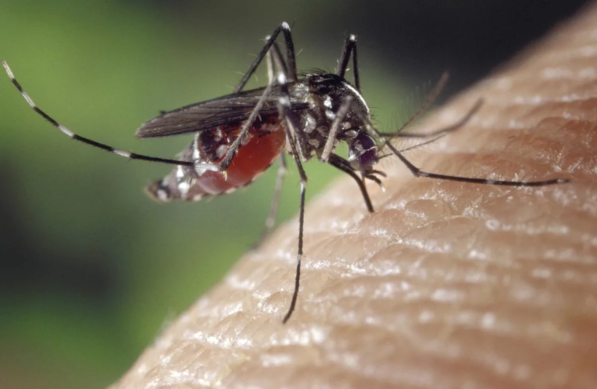 El gusano del corazón en el gato: por qué se confunde con el asma 1 Mosquito posado sobre la piel de una persona, vector de la filariosis canina