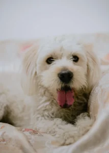 Perro jadeando