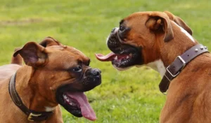 Dos perros bóxer jadeando al aire libre en un día caluroso