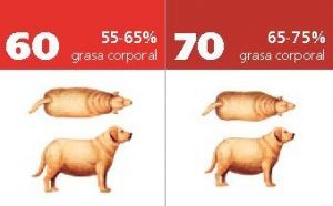 ¿Está mi perro gordo? Cómo saberlo y qué hacer 8 IGC obesidad perro