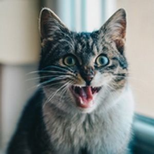 gato maullando