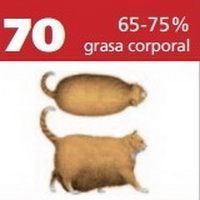 ¿Está mi gato gordo? Cómo saberlo y qué hacer 7 gato obeso