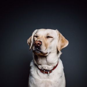 Artrosis en perros: síntomas, tratamiento y 10 formas de mejorar su calidad de vida 4 golden retriever