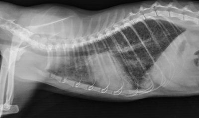 Cómo se diagnostica el asma felino: la radiografía y qué se ve en ella 2 Radiografía de tórax de un gato con asma felino, con patrón bronquial marcado